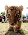 /album/photogallery/cutetiger1-jpg/