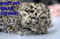 /album/photogallery/amurleopardcub2-jpg/